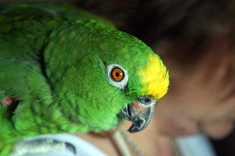 Grøn papegøje observeret ved Jarlsmindevej